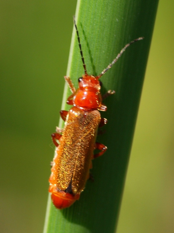 Coleoptera Cantharidae